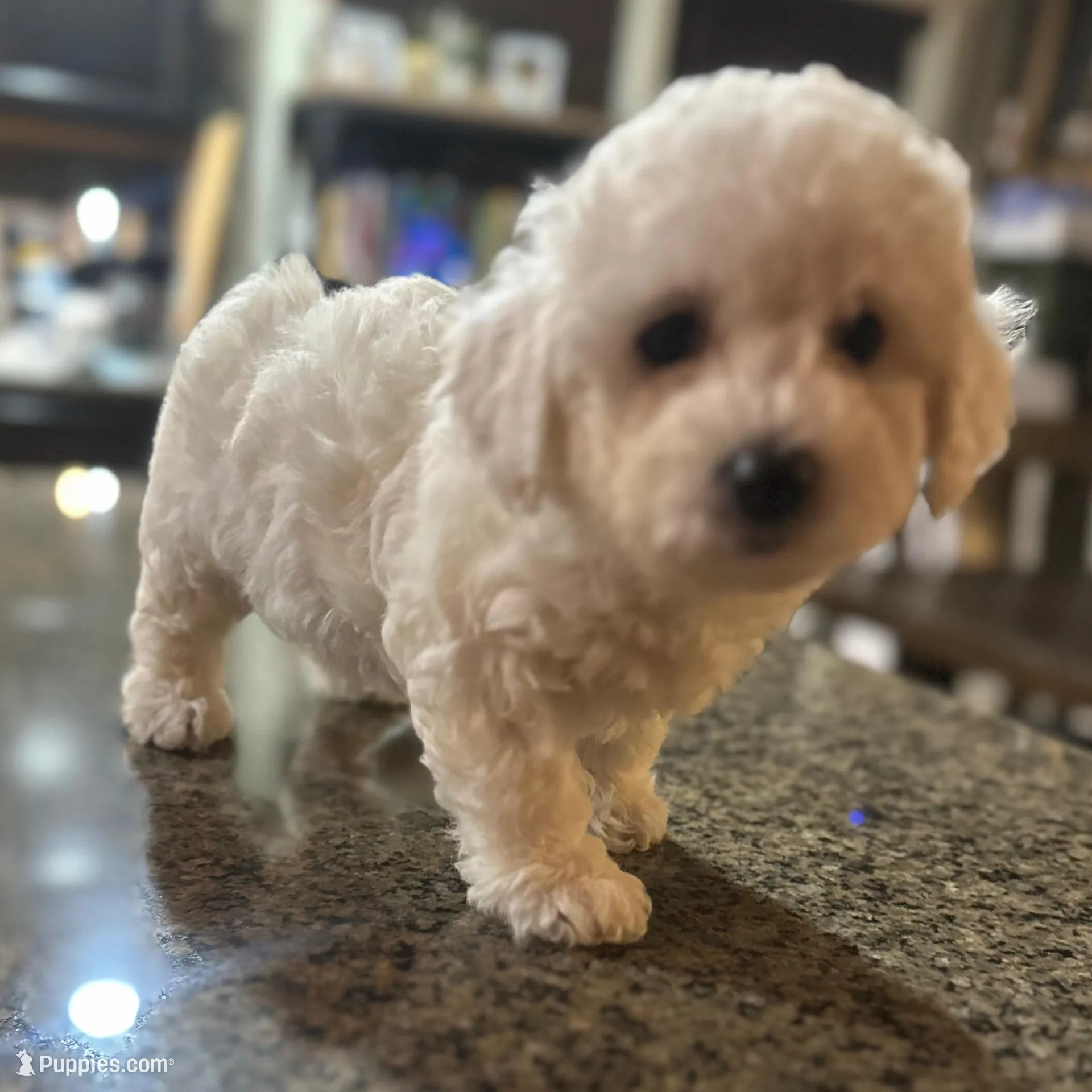 CKC Iris, a female Bichon Frise for sale in Yakima, WA – Photo 2 of 5