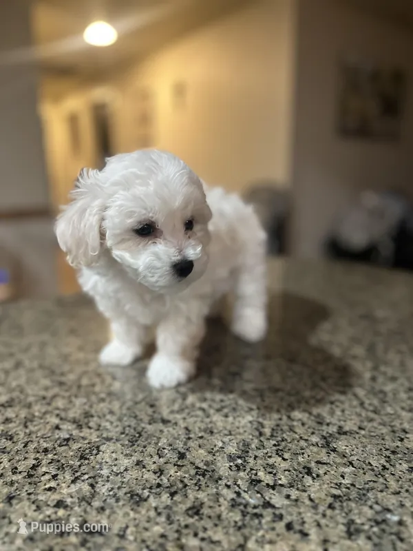 CKC Hercules – Bichon Frise puppy for sale in Yakima, WA