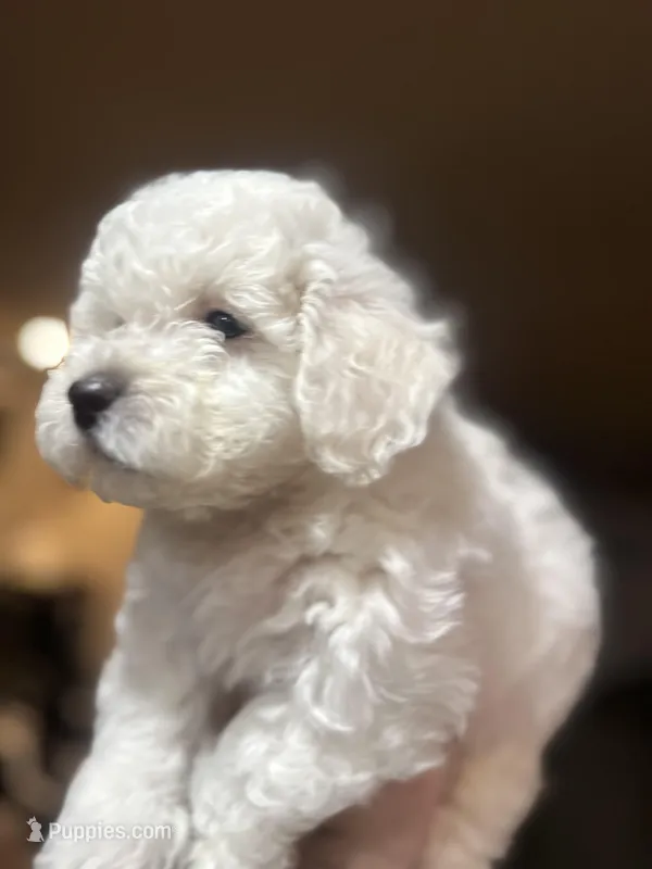 CKC Todo – Bichon Frise puppy for sale in Yakima, WA