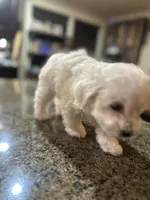 CKC Ina, a female Bichon Frise for sale in Yakima, WA – Photo 4 of 5