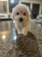 CKC Ina, a female Bichon Frise for sale in Yakima, WA – Photo 1 of 5