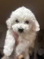 CKC Ina, a female Bichon Frise for sale in Yakima, WA – Photo 2 of 5