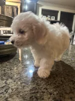 CKC Ina, a female Bichon Frise for sale in Yakima, WA – Photo 5 of 5