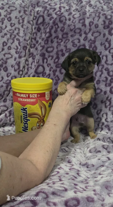 Grizzly  – Jack Russell Terrier, Chihuahua puppy for sale in Saint Paul, MN