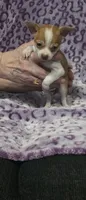 Lola, a female Chihuahua and Yorkshire Terrier for sale in Saint Paul, MN – 3 of 4