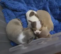 Cashew, a male Chihuahua and Yorkshire Terrier for sale in Saint Paul, MN – Photo 3 of 10