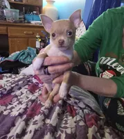 Cashew, a male Chihuahua and Yorkshire Terrier for sale in Saint Paul, MN – Photo 6 of 10