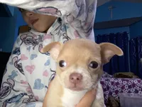 Cashew, a male Chihuahua and Yorkshire Terrier for sale in Saint Paul, MN – Photo 4 of 10