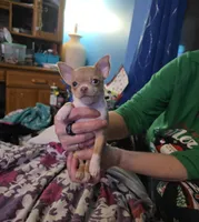 Cashew, a male Chihuahua and Yorkshire Terrier for sale in Saint Paul, MN – Photo 8 of 10