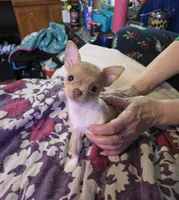 Cashew, a male Chihuahua and Yorkshire Terrier for sale in Saint Paul, MN – Photo 7 of 10