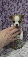 Churro, a male Chihuahua for sale in Saint Paul, MN – 1 of 3