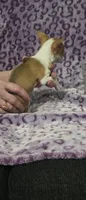 Lil Scrappy, a male Jack Russell Terrier and Chihuahua for sale in Saint Paul, MN – 4 of 4