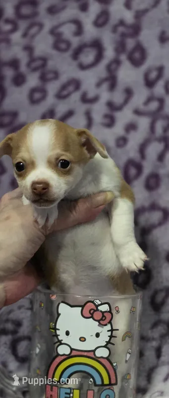 Bambi – Chihuahua, Yorkshire Terrier puppy for sale in Saint Paul, MN