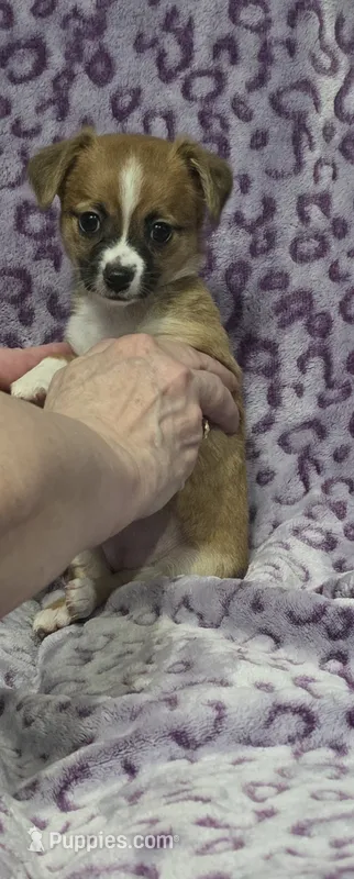 Sadie – Jack Russell Terrier, Chihuahua puppy for sale in Saint Paul, MN