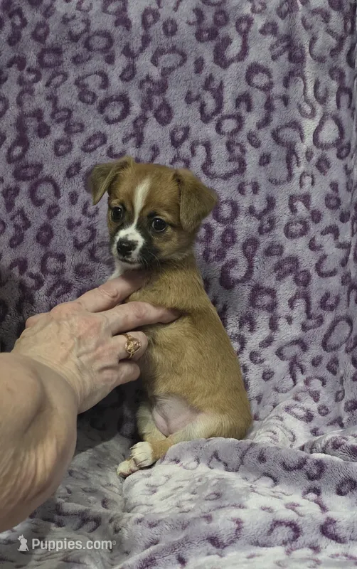 Abby – Chihuahua, Yorkshire Terrier puppy for sale in Saint Paul, MN