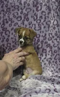 Abby, a female Chihuahua and Yorkshire Terrier for sale in Saint Paul, MN – 1 of 3