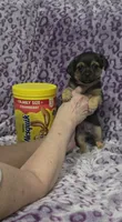 Grizzly , a male Jack Russell Terrier and Chihuahua for sale in Saint Paul, MN – 2 of 3