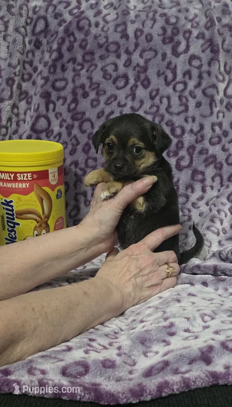 Grizzly  – Jack Russell Terrier, Chihuahua puppy for sale in Saint Paul, MN