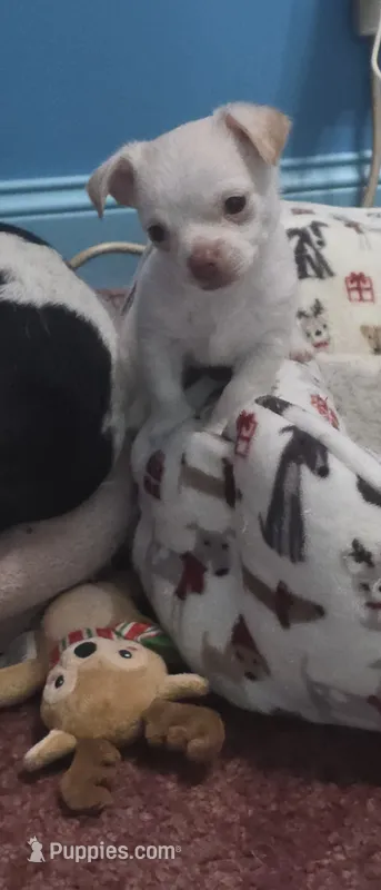 Casper – Jack Russell Terrier, Chihuahua puppy for sale in Saint Paul, MN