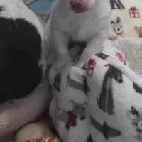 Casper, a male Jack Russell Terrier and Chihuahua for sale in Saint Paul, MN – Photo 3 of 9