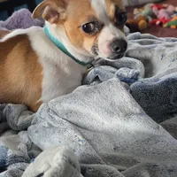 Casper, a male Jack Russell Terrier and Chihuahua for sale in Saint Paul, MN – Photo 4 of 9