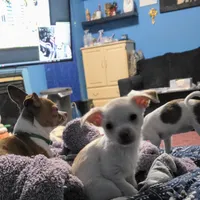 Casper, a male Jack Russell Terrier and Chihuahua for sale in Saint Paul, MN – Photo 1 of 9