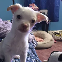 Casper, a male Jack Russell Terrier and Chihuahua for sale in Saint Paul, MN – Photo 7 of 9