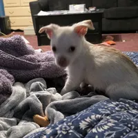 Casper, a male Jack Russell Terrier and Chihuahua for sale in Saint Paul, MN – Photo 2 of 9