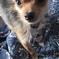 Casper, a male Jack Russell Terrier and Chihuahua for sale in Saint Paul, MN – Photo 5 of 9