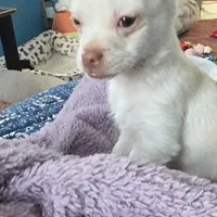 Casper, a male Jack Russell Terrier and Chihuahua for sale in Saint Paul, MN – Photo 6 of 9