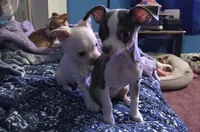 processed/ca7ac099-dfa5-4cf9-a0ea-a712779837d4/listing/312bcc6e-5df4-42fd-8a90-a36488bdc8d6/c02c52bf-92e1-4b84-9675-ab53229ddbce