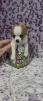 Churro, a male Chihuahua for sale in Saint Paul, MN – 3 of 3