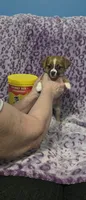 Sadie, a female Jack Russell Terrier and Chihuahua for sale in Saint Paul, MN – 2 of 3