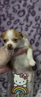 Bambi, a female Chihuahua and Yorkshire Terrier for sale in Saint Paul, MN – 2 of 3