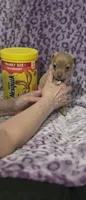 Biscuit, a male Jack Russell Terrier and Chihuahua for sale in Saint Paul, MN – 3 of 4