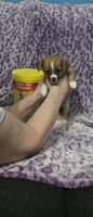 Sadie, a female Jack Russell Terrier and Chihuahua for sale in Saint Paul, MN – 3 of 3
