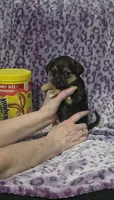 Grizzly , a male Jack Russell Terrier and Chihuahua for sale in Saint Paul, MN – 1 of 3