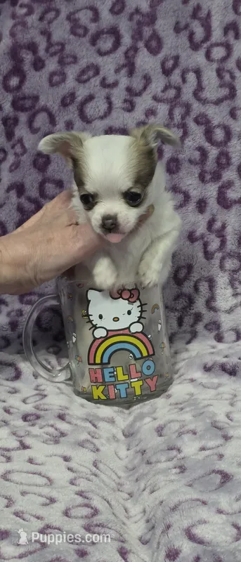 Churro – Chihuahua puppy for sale in Saint Paul, MN