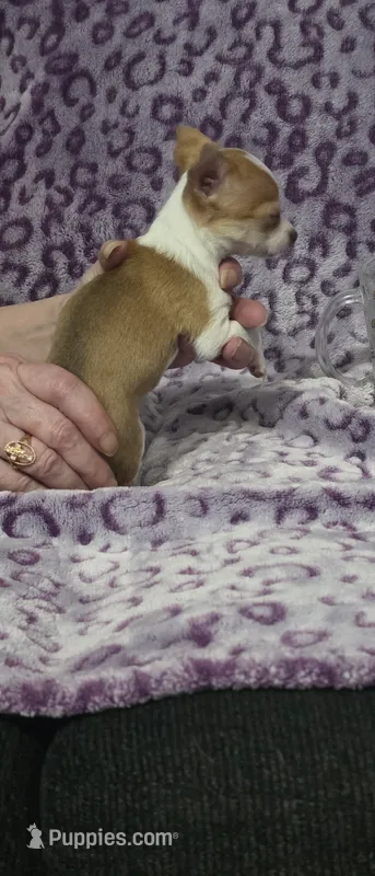 Lil Scrappy – Jack Russell Terrier, Chihuahua puppy for sale in Saint Paul, MN