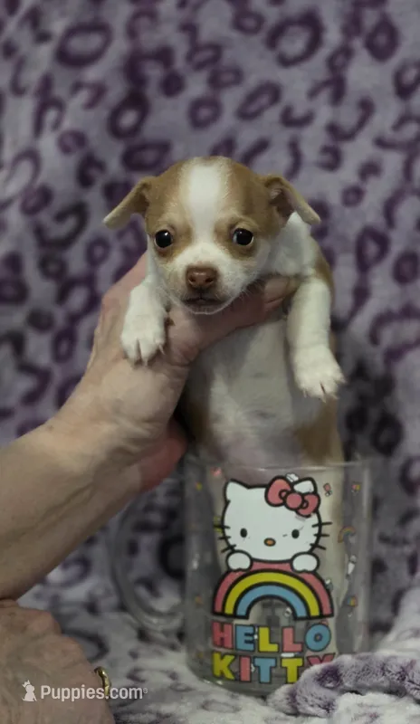 Bambi – Chihuahua, Yorkshire Terrier puppy for sale in Saint Paul, MN