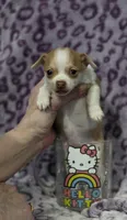Bambi, a female Chihuahua and Yorkshire Terrier for sale in Saint Paul, MN – 1 of 3
