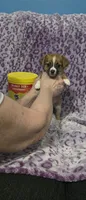 Sadie, a female Jack Russell Terrier and Chihuahua for sale in Saint Paul, MN – 4 of 4