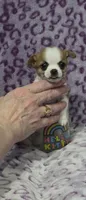 Churro, a male Chihuahua for sale in Saint Paul, MN – 2 of 3