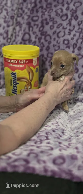 Biscuit – Jack Russell Terrier, Chihuahua puppy for sale in Saint Paul, MN