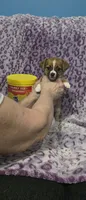 Sadie, a female Jack Russell Terrier and Chihuahua for sale in Saint Paul, MN – 3 of 4