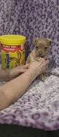 Biscuit, a male Jack Russell Terrier and Chihuahua for sale in Saint Paul, MN – 2 of 3