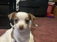 Lottie, a female Jack Russell Terrier and Chihuahua for sale in Saint Paul, MN – Photo 5 of 8