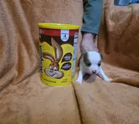 Lottie, a female Jack Russell Terrier and Chihuahua for sale in Saint Paul, MN – Photo 2 of 8