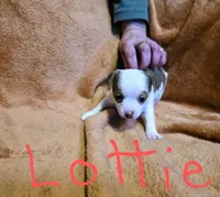 Lottie, a female Jack Russell Terrier and Chihuahua for sale in Saint Paul, MN – Photo 1 of 8