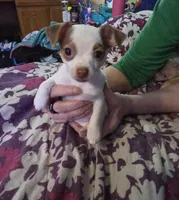 Lottie, a female Jack Russell Terrier and Chihuahua for sale in Saint Paul, MN – Photo 7 of 8